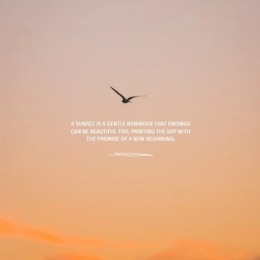 a bird flying with a sunset