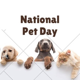 three pets on a wall